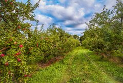 Саженцы плодовых яблонь,груш,абрикос,слива,вишня и декоративных деревьев и кустарников от 20 см до 200см